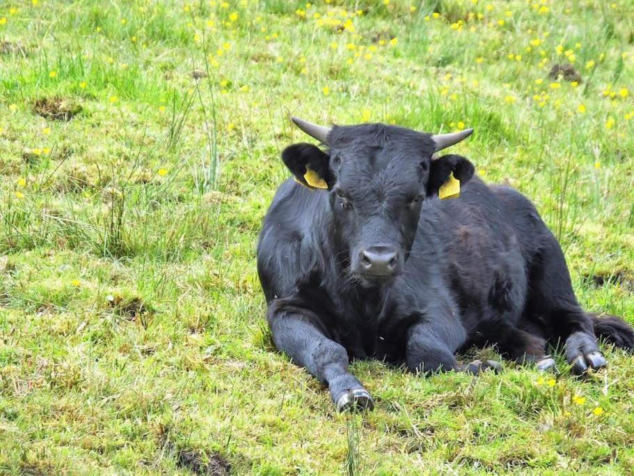 The Cosy Farm Cottage, Donegal Inver Esterno foto